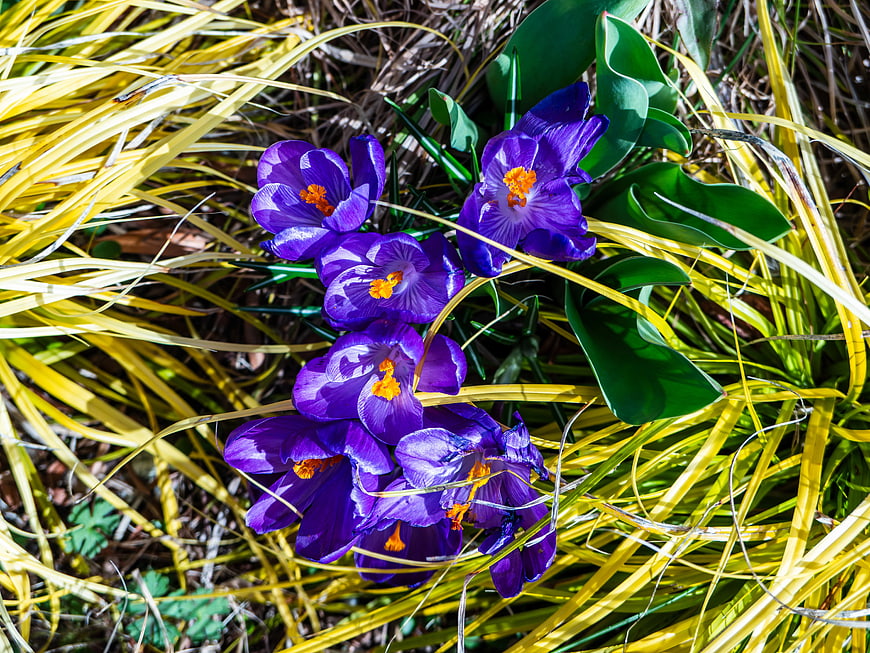 Vibrant Purple Crocuses Blooming in Yellow Grass