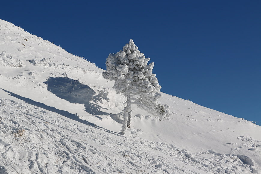 Lone Snow-Covered Tree on Alpine Mountain Slope Under Clear Blue Sky