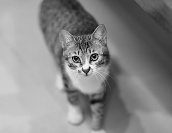 Black and white portrait of a tabby cat looking up