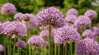 Vibrant purple allium flowers blooming in a sunny garden