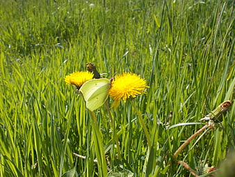 Branded Sulphur Butterfly on Yellow Dandelion in Green Grass