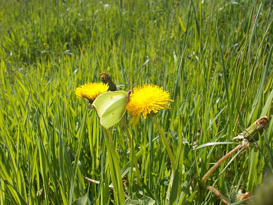 Branded Sulphur Butterfly on Yellow Dandelion in Green Grass