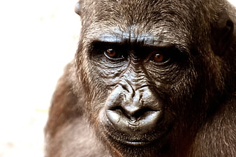 Close-up portrait of a gorilla face with intense gaze