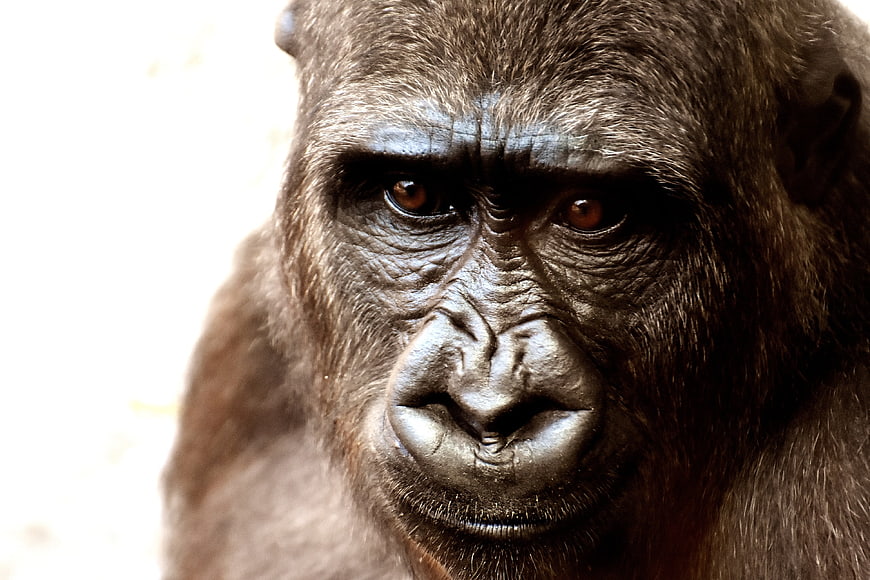 Close-up portrait of a gorilla face with intense gaze