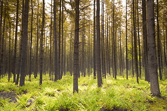 Sunlit pine forest with lush green ferns on the forest floor