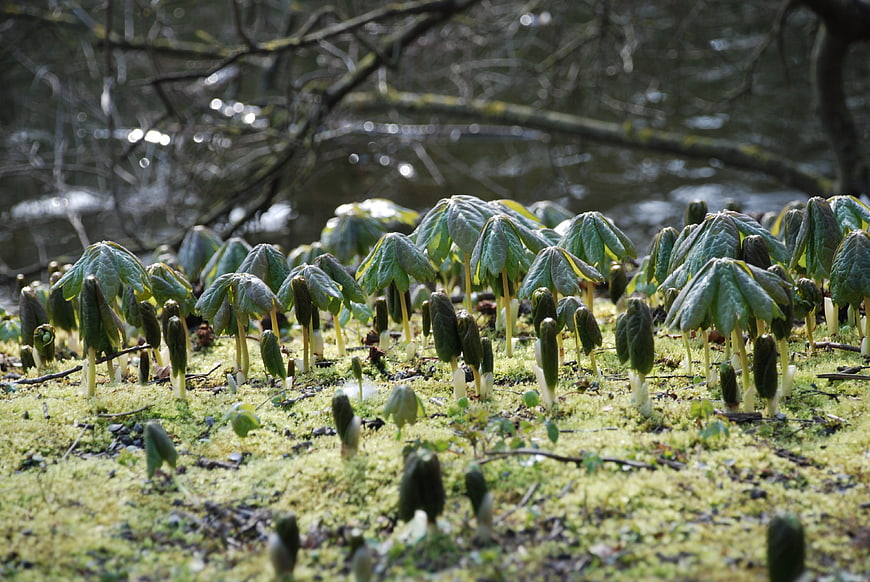 Duck's Foot Hellebore Plants Sprouting on Mossy Forest Floor
