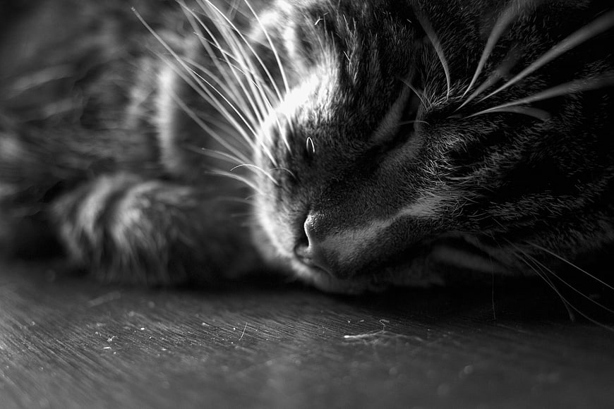 Close-up of a sleeping tabby cat in black and white