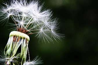 Close-up of Dandelion Seeds Blowing in the Wind
