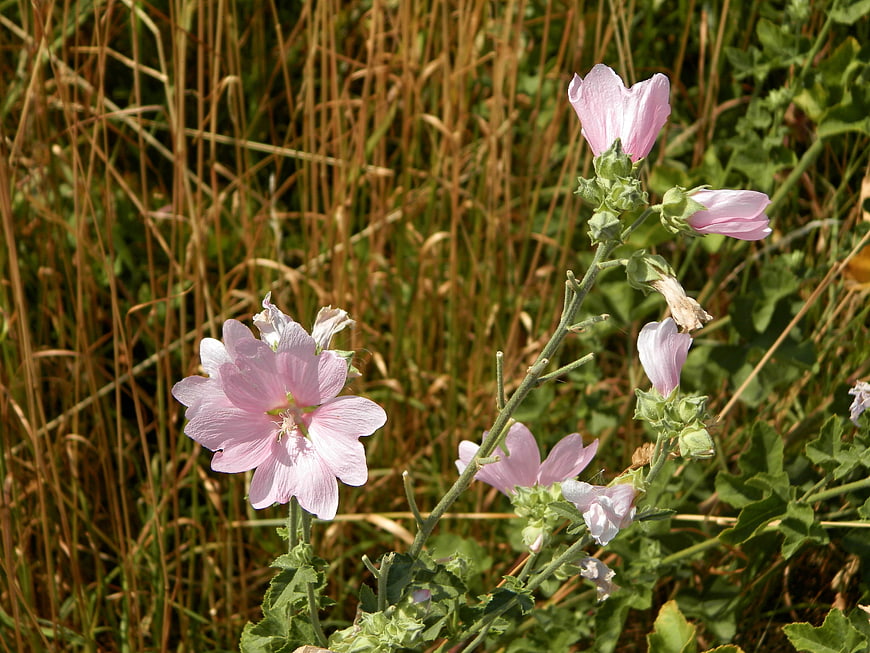 Pink Hollyhock Flowers Blooming in a Wild Meadow