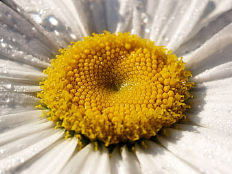 Macro Close-up of Wet White Daisy with Yellow Center