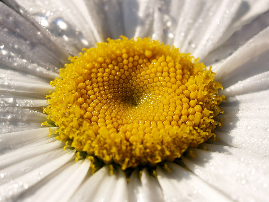 Macro Close-up of Wet White Daisy with Yellow Center