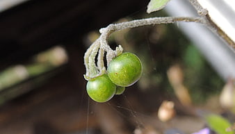 Close-up of small green berries on a fuzzy stem