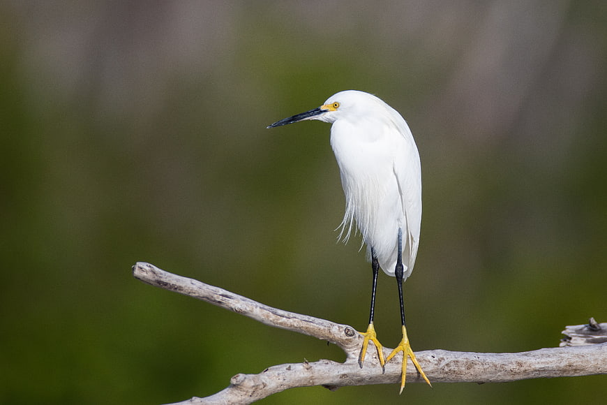 Snowy Egret Perched on Branch with Green Background