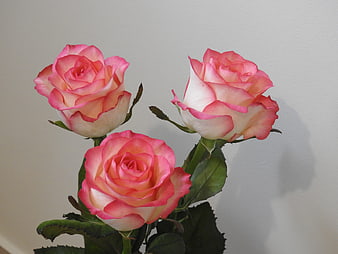 Three Pink and White Roses Against a White Background