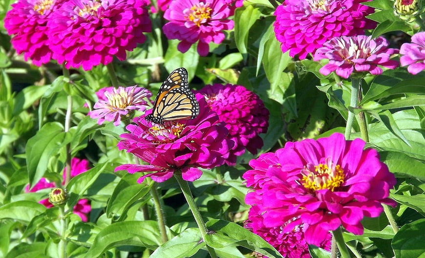 Monarch Butterfly on Vibrant Pink Zinnia Flowers