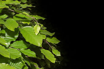 Green leaves on a branch against a black background