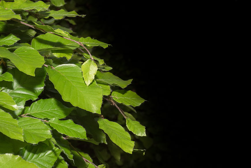Green leaves on a branch against a black background