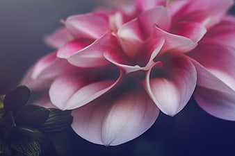 Close-up of Pink Dahlia Flower with Soft Focus Background