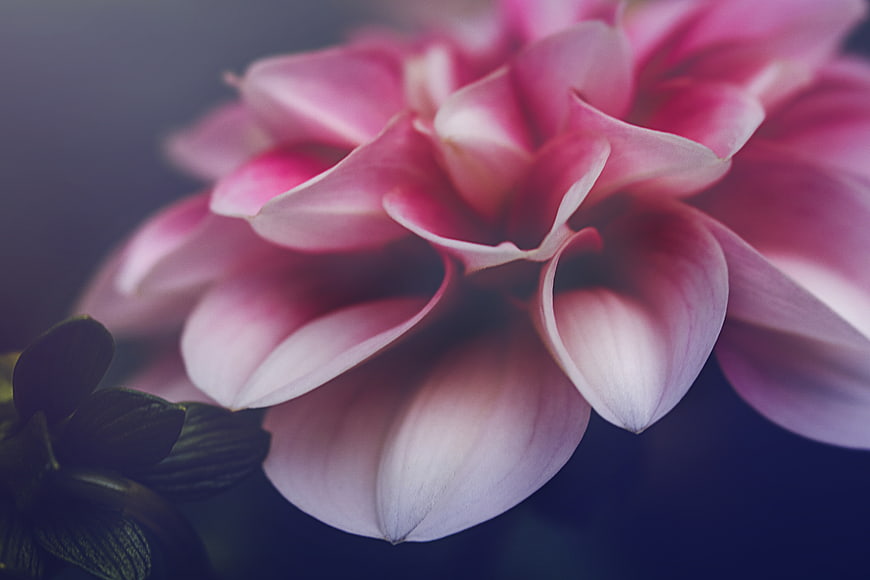Close-up of Pink Dahlia Flower with Soft Focus Background