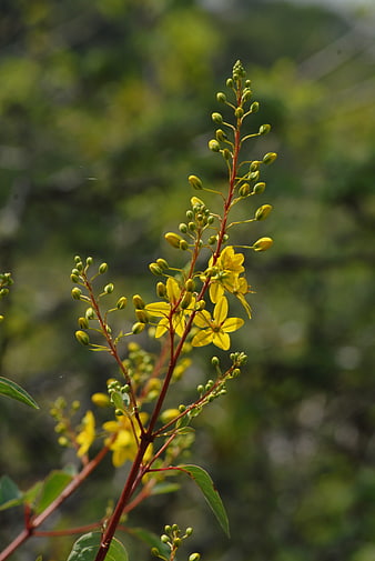Yellow Cassia Flowers on a Red Stem in Nature