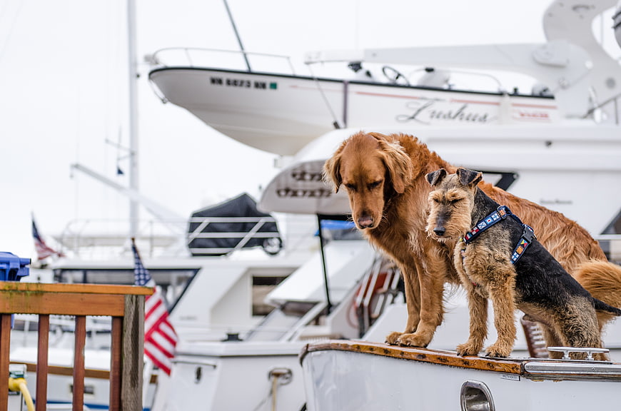 Two dogs standing on a boat deck in a marina