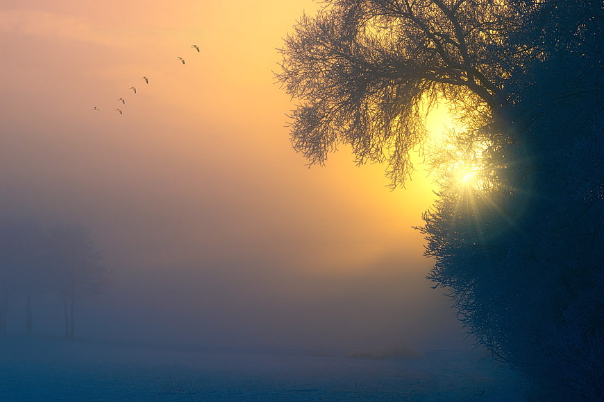 Frosty Winter Sunrise with Birds Flying Through Fog
