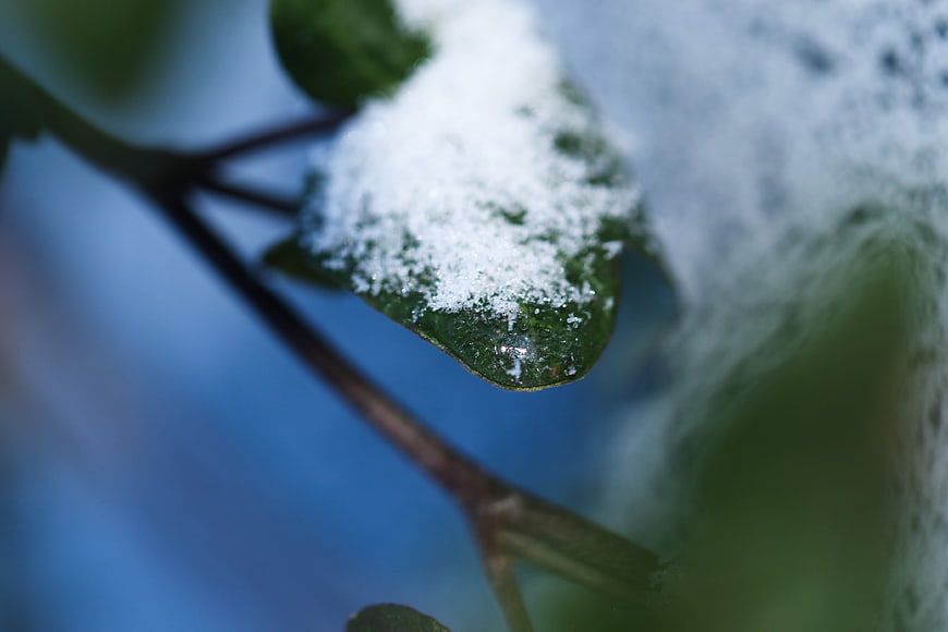 Close-up of green leaf covered in fresh snow