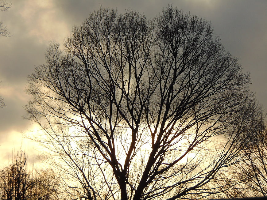 Silhouette of bare tree branches against cloudy sunset sky
