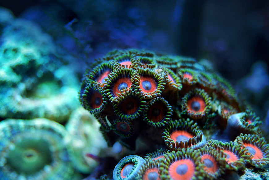 Close-up of vibrant orange and green coral polyps underwater