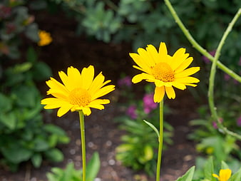Two Yellow Coreopsis Flowers in Garden