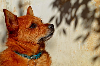 Portrait of a small brown dog looking up attentively