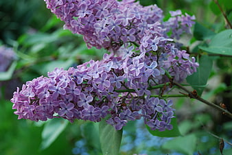 Close-up of purple lilac blossoms in spring garden
