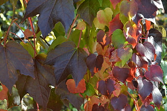 Close-up of colorful autumn leaves in sunlight