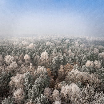 Aerial View of Snow-Covered Forest in Winter Morning