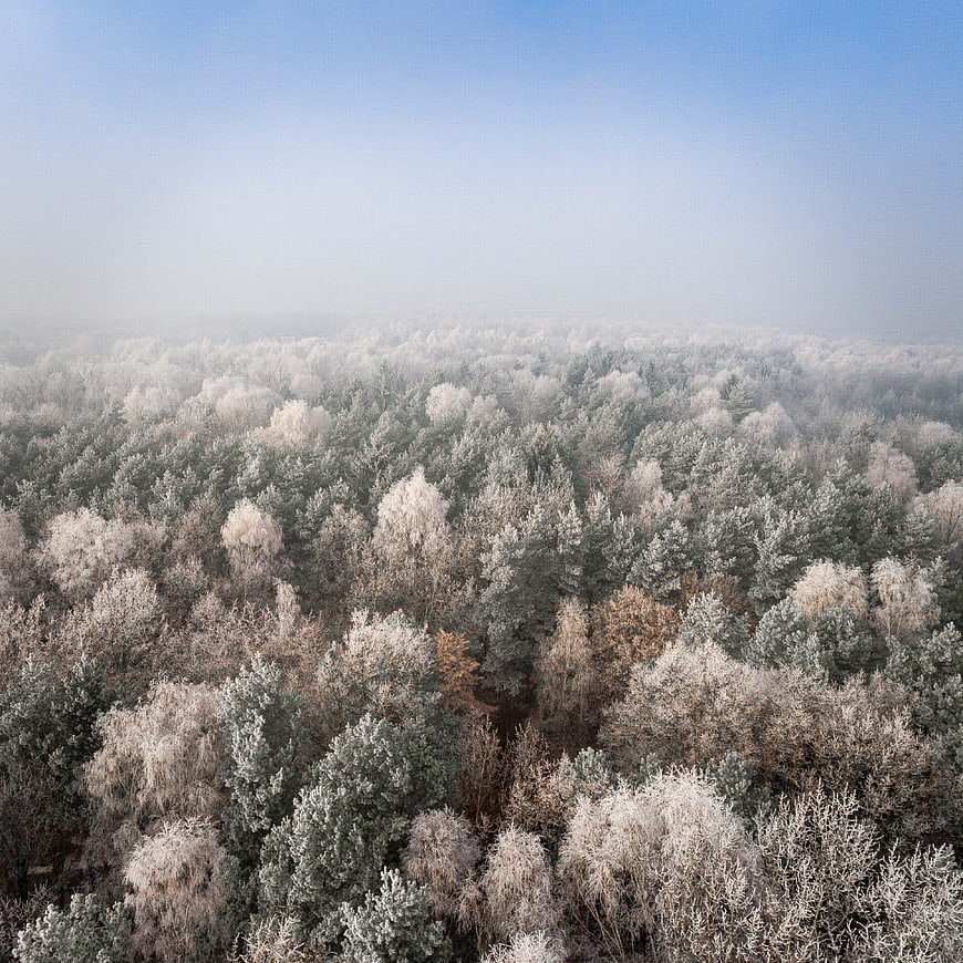 Aerial View of Snow-Covered Forest in Winter Morning