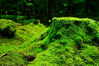 Vibrant Green Moss Covering Forest Floor and Logs