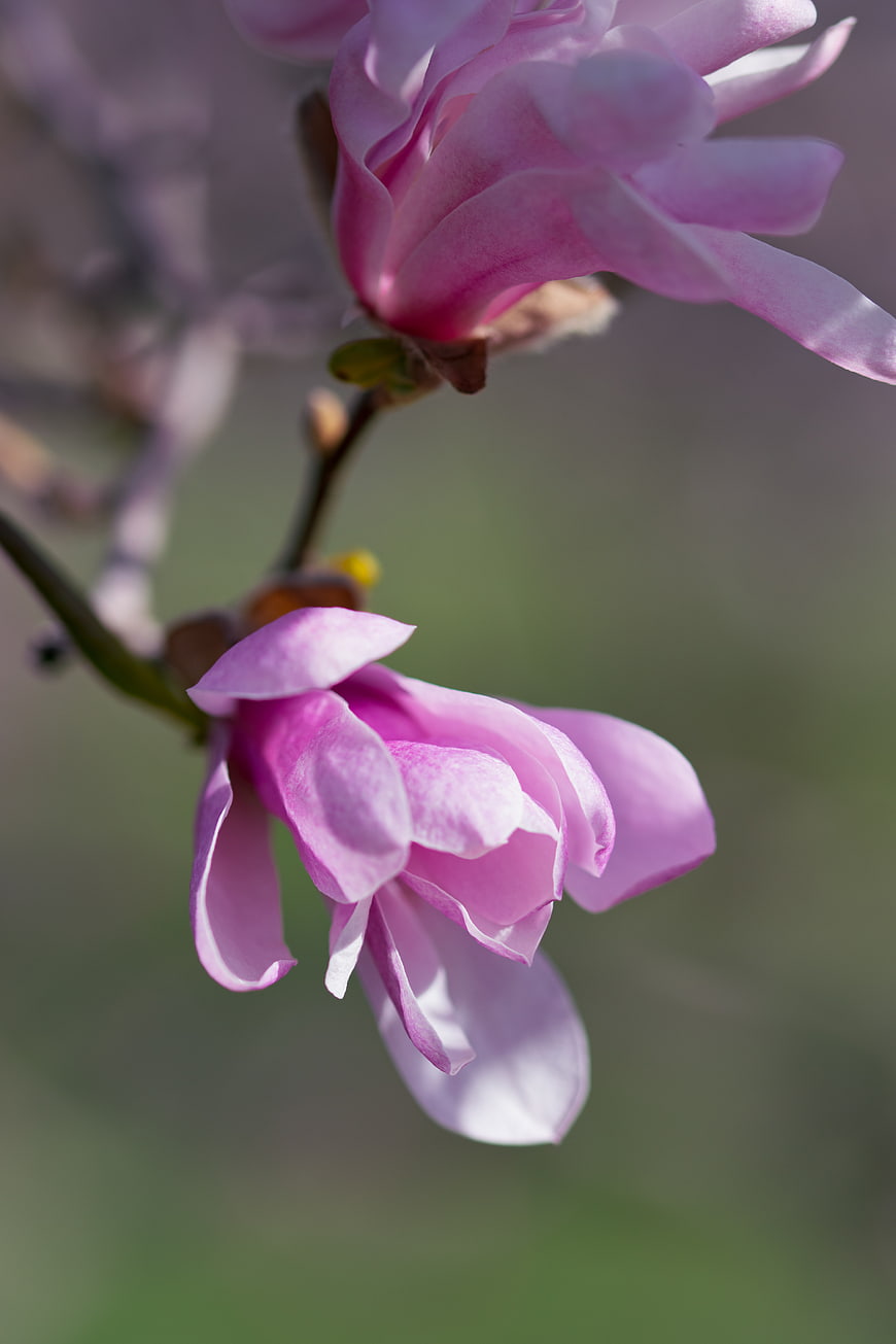 Close-up of delicate pink magnolia blossoms on a branch