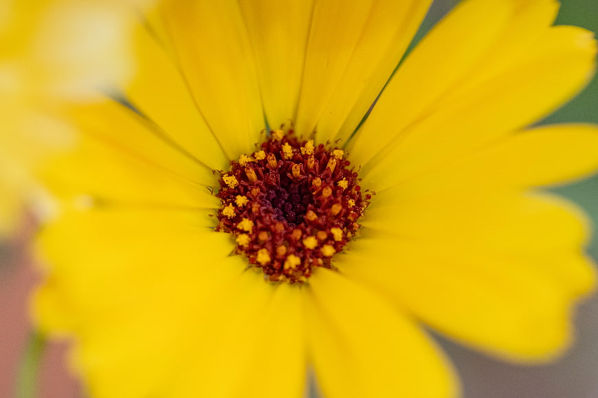 Close-up of a vibrant yellow flower with detailed center