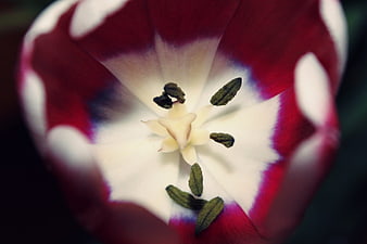 Close-up of red and white tulip flower interior