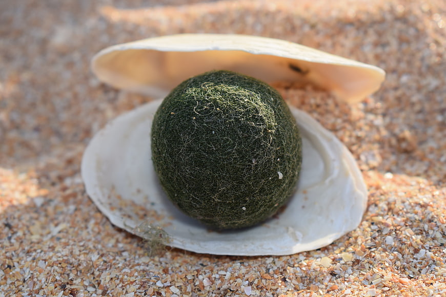 Green moss ball in open seashell on sandy beach