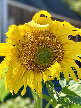 Close-up of a vibrant yellow sunflower in sunlight