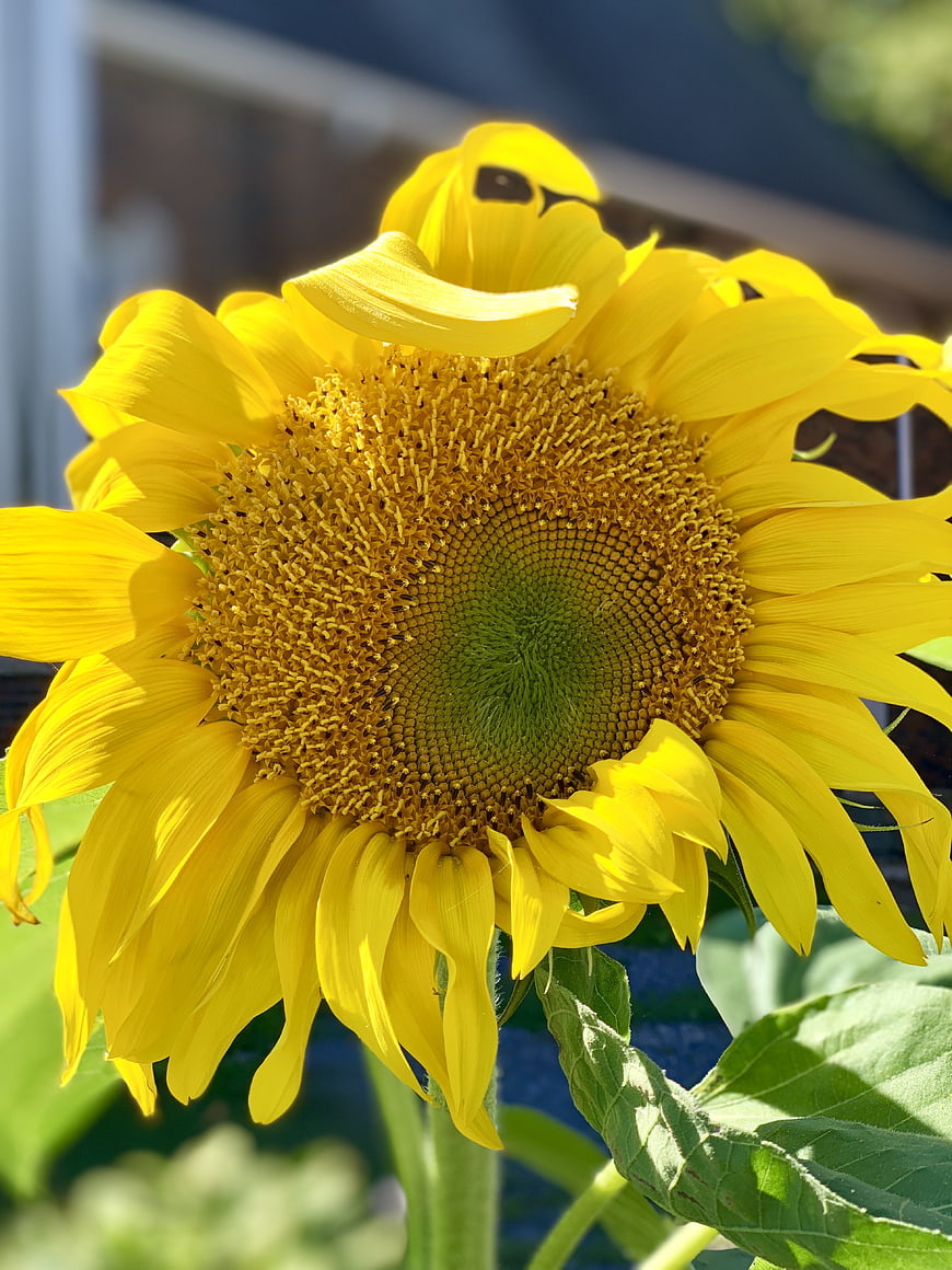 Close-up of a vibrant yellow sunflower in sunlight