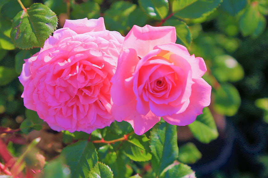 Close-up of two vibrant pink roses in a garden