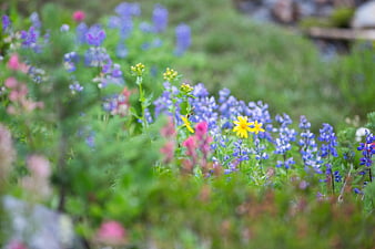 Wild Lupines and Yellow Flowers in a Green Meadow