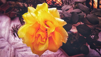 Close-up of a vibrant yellow rose with purple background