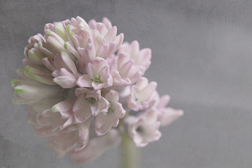 Soft Pink Hyacinth Flower Close-Up on Textured Gray Background