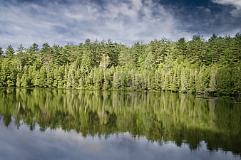 Serene Lake Reflection of Coniferous Forest Under Blue Sky