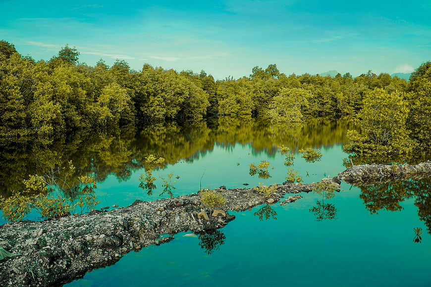 Serene Mangrove Forest with Turquoise Water and Rocky Shore