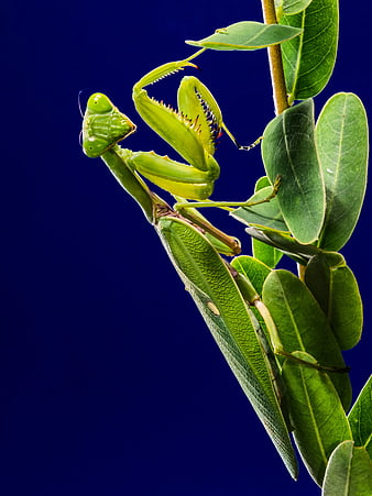 Green Praying Mantis on Leaf Against Blue Background