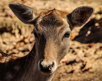 Close-up portrait of a brown deer with ear tag